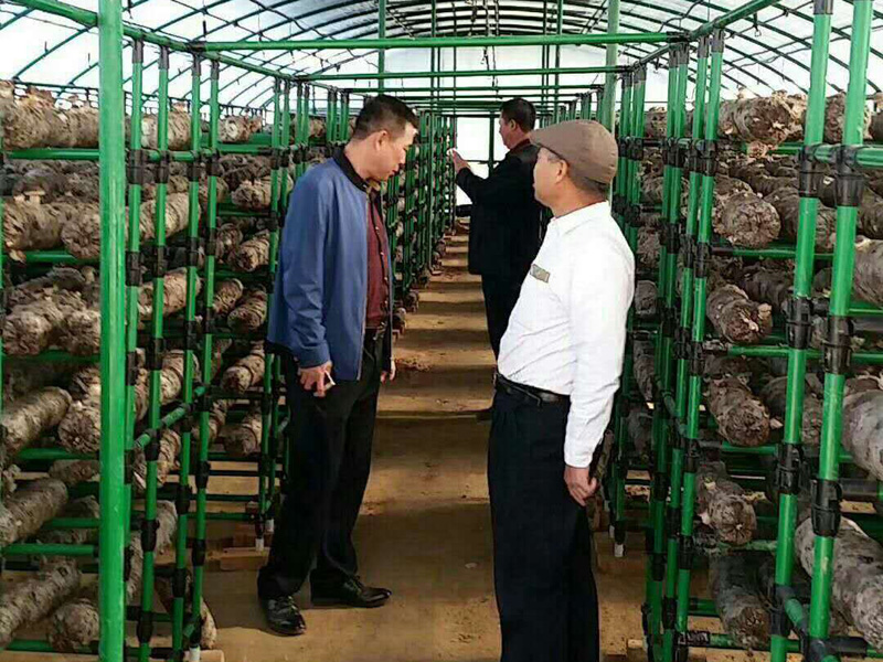 漳州蘑菇架